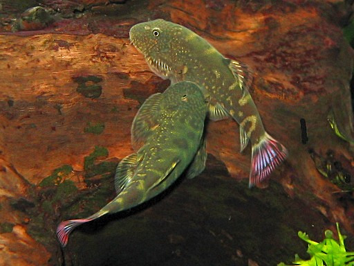 Gastromyzon ocellatus - Two males having a territorial fight