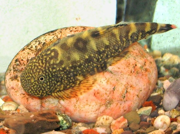 Gastromyzon ocellatus