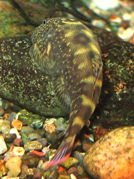 Gastromyzon ocellatus