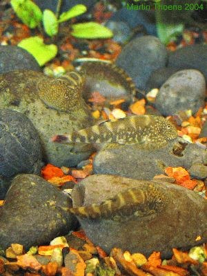 Gastromyzon ocellatus, sitting in a group