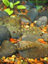 Gastromyzon ocellatus, sitting in a group