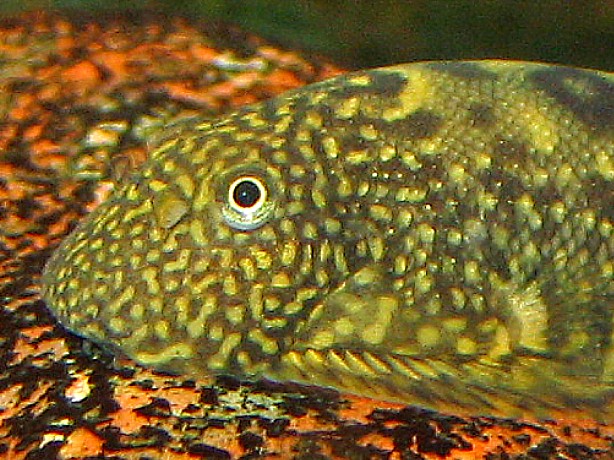 Gastromyzon ocellatus - Closeup of head