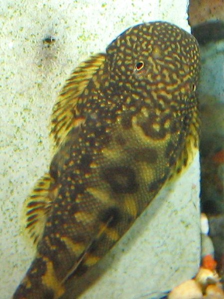 Gastromyzon ocellatus