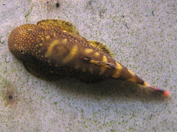 Gastromyzon ocellatus, top view