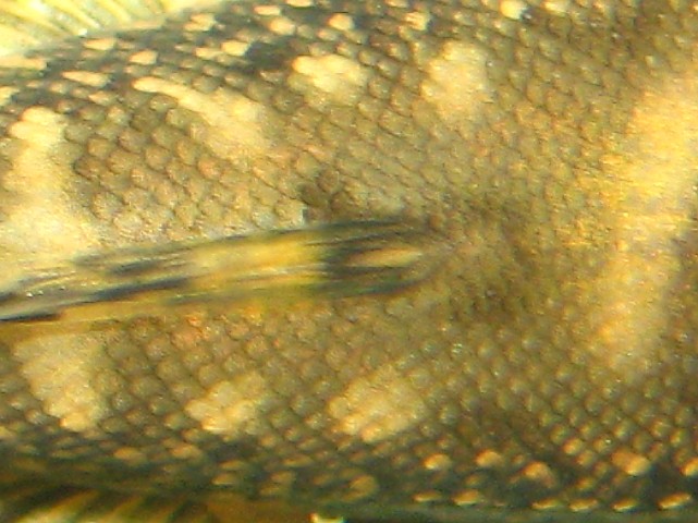 Gastromyzon ocellatus - Back closeup