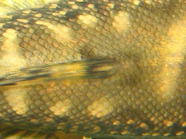 Gastromyzon ocellatus - Back closeup