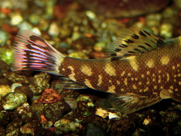 Gastromyzon ocellatus -Tail closeup