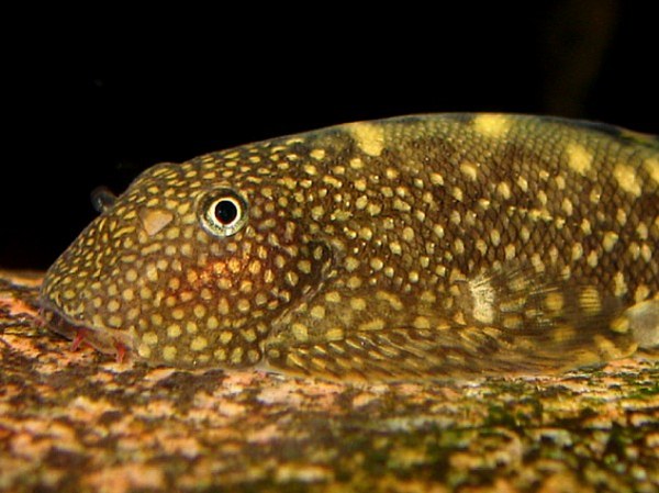 Gastromyzon ocellatus - closeup