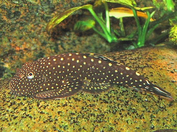 Gastromyzon scitulus Gastromyzon scitulus