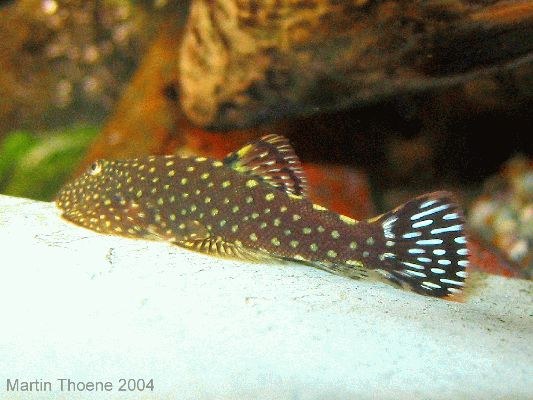 Gastromyzon scitulus, with fins spread