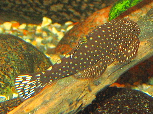 Gastromyzon scitulus, female on driftwood