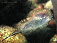 Gastromyzon scitulus, underside