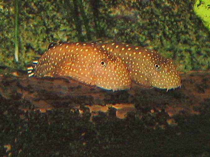 Gastromyzon scitulus - Two males fighting