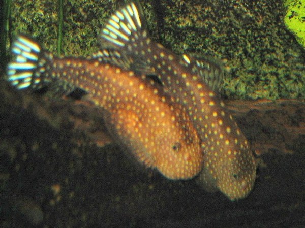 Gastromyzon scitulus - Two males fighting