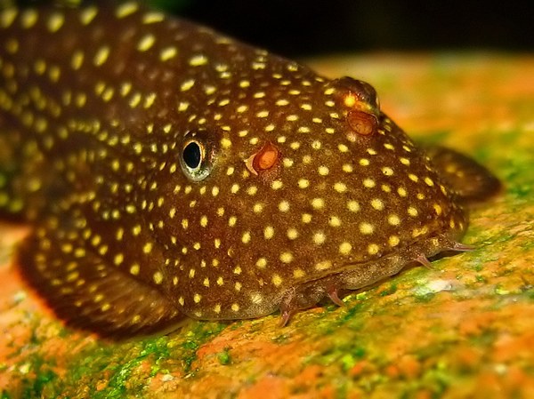 Gastromyzon scitulus - head closeup