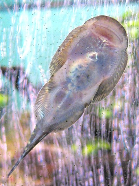 Gastromyzon stellatus, underside