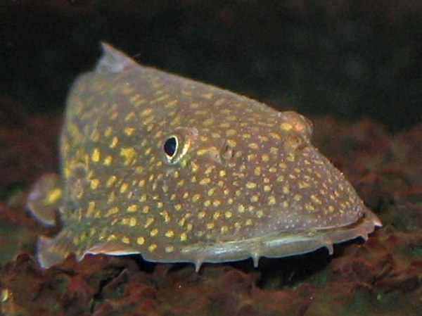 Gastromyzon stellatus, nose detail