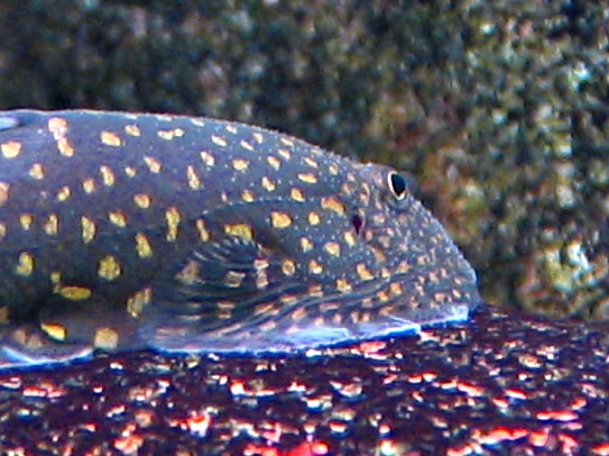 Gastromyzon stellatus