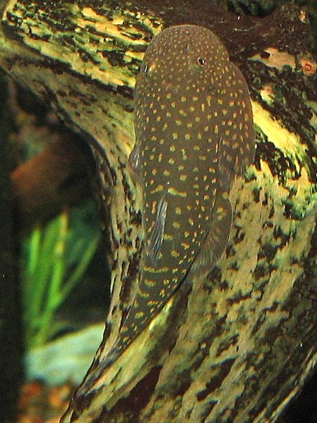 Gastromyzon stellatus on driftwood