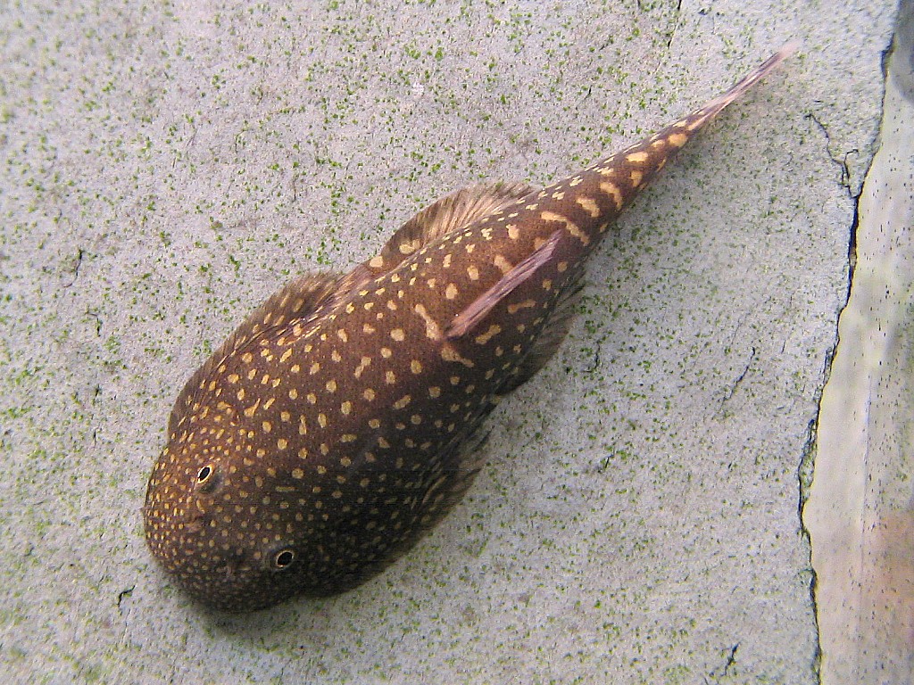 Gastromyzon stellatus -Top view