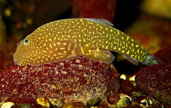 Gastromyzon stellatus