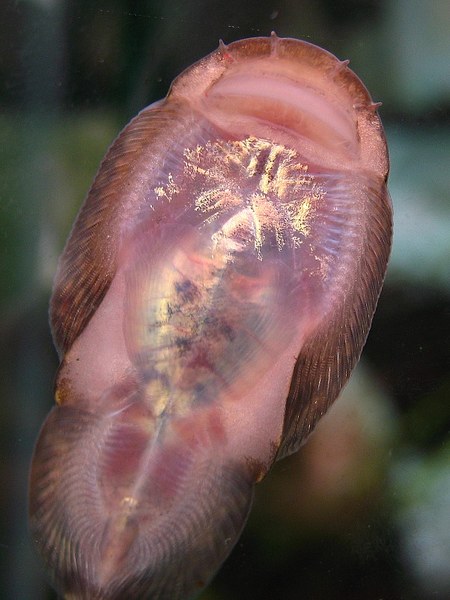 Gastromyzon stellatus - underside