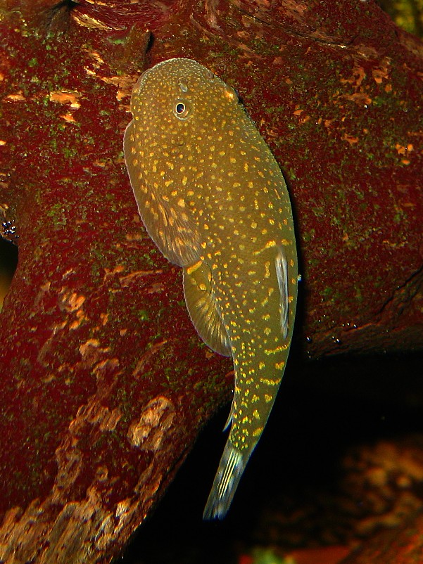 Gastromyzon stellatus