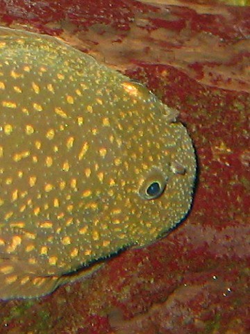 Gastromyzon stellatus