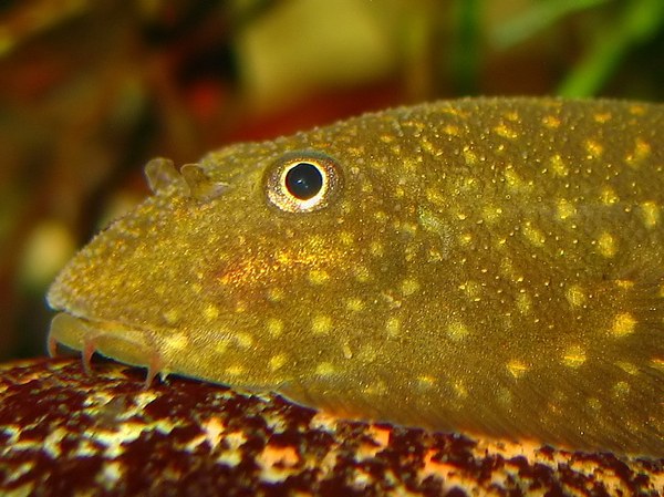 Gastromyzon stellatus - closeup