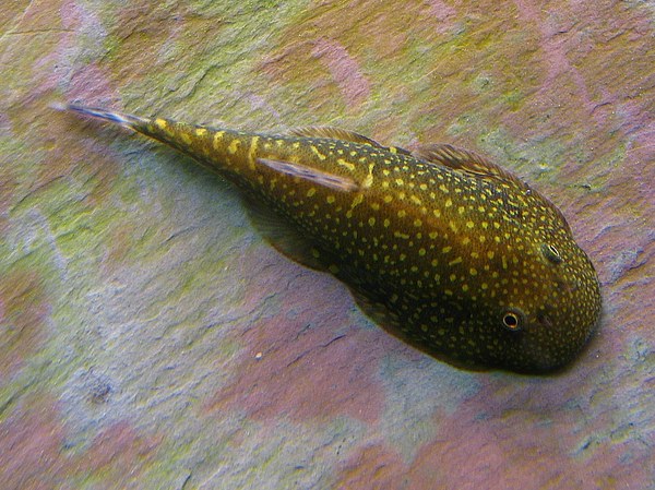 Gastromyzon stellatus