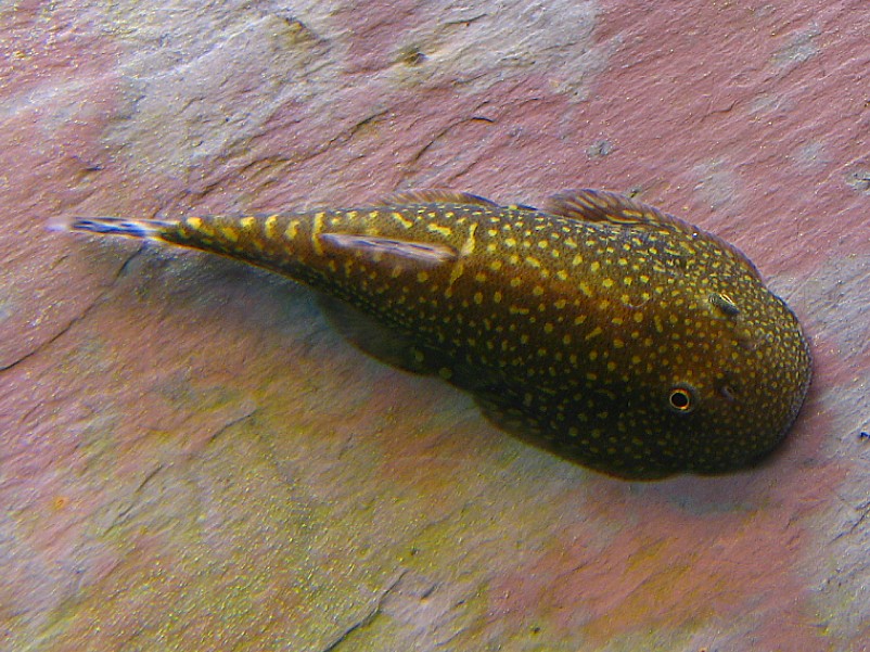 Gastromyzon stellatus