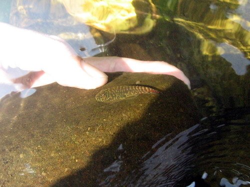 Gastromyzon unknown02, clinging to rock as it is lifted in natural stream.