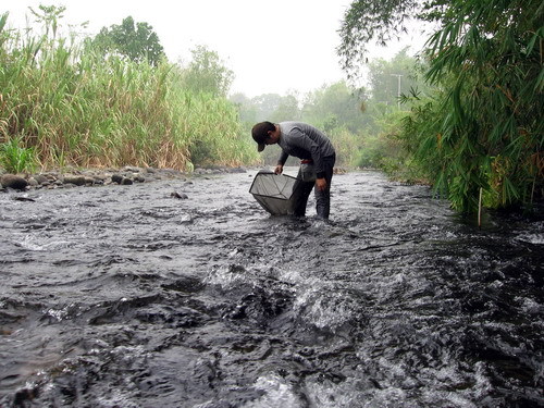 Gastromyzon unknown04, natural stream. Note visibly rapid flow