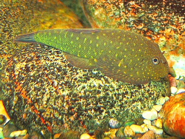Gastromyzon unknown05