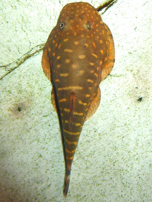 Gastromyzon zebrinus, top view