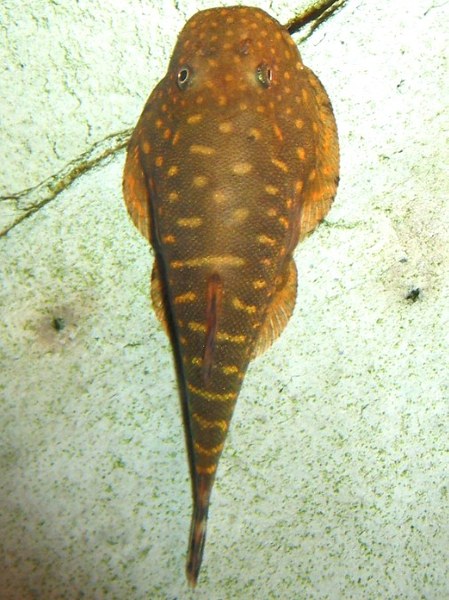 Gastromyzon zebrinus, top view