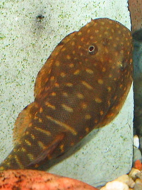 Gastromyzon zebrinus, closeup