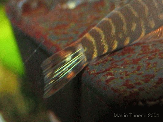 Gastromyzon zebrinus, tail detail