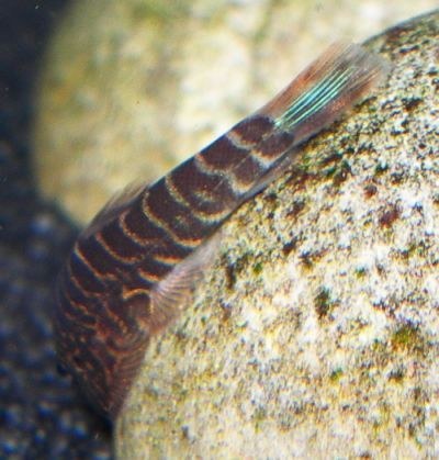 Gastromyzon zebrinus, tail detail