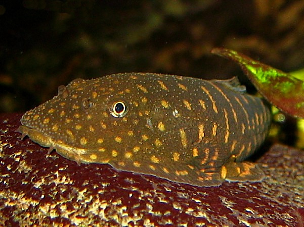 Gastromyzon zebrinus - closeup