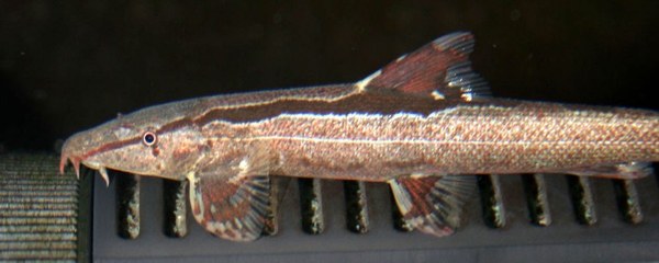 Homaloptera bilineata, closeup