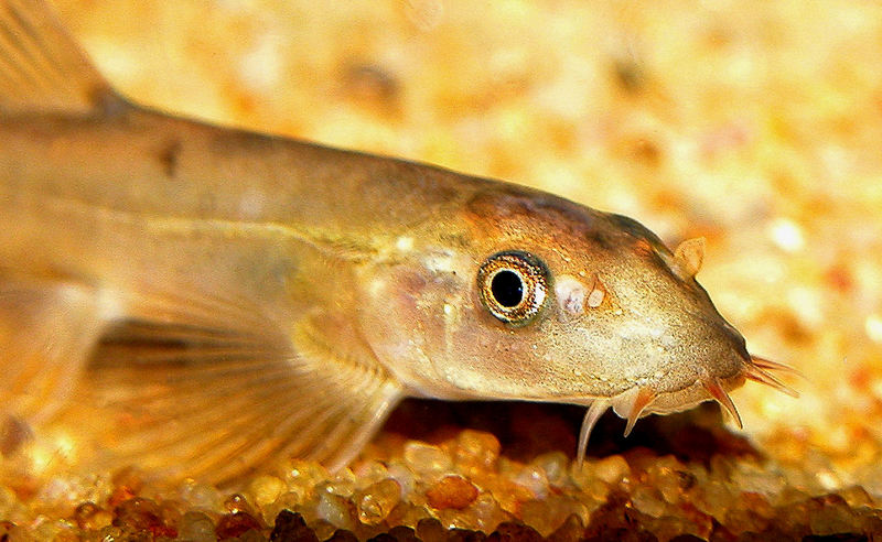 Homaloptera gymnogaster, head closeup