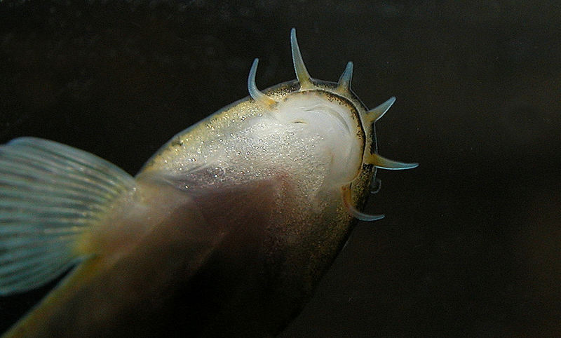 Homaloptera gymnogaster - Mouth detail