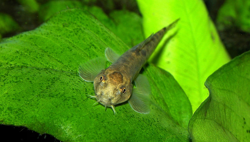 Homaloptera gymnogaster, sitting on a leaf
