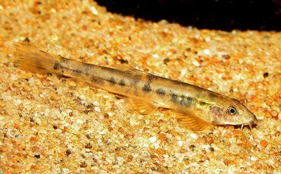 Homaloptera gymnocaster, lightened against sand