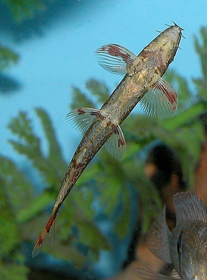 Homaloptera orthogoniata underside
