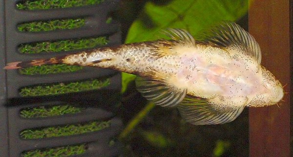Homaloptera smithi underside
