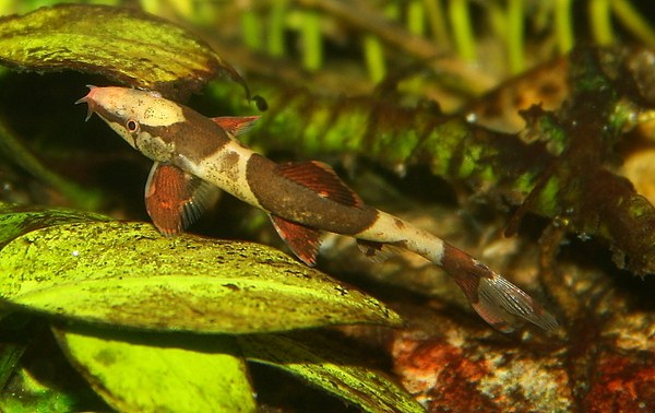 Homaloptera orthogoniata