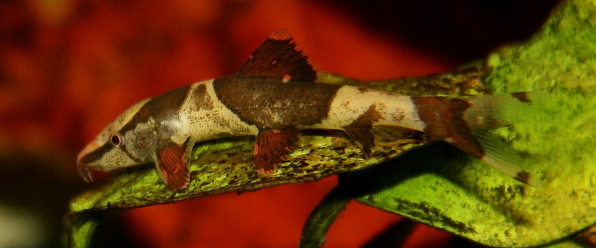 Homaloptera orthogoniata