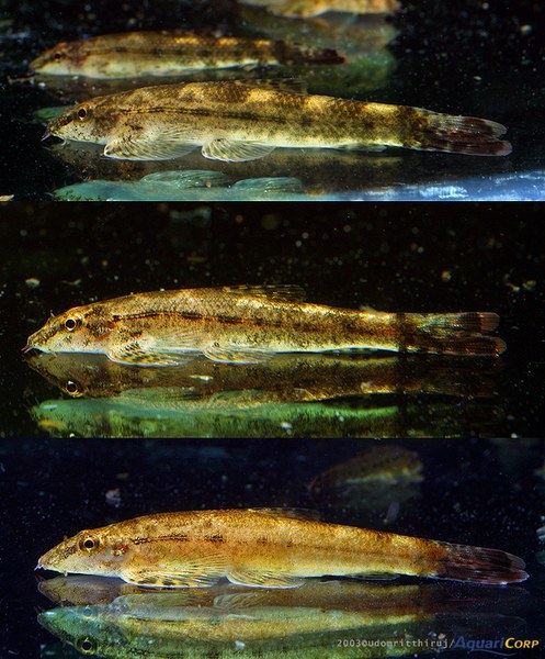 Homalopteroides tweediei - multiple image